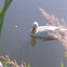 Pekin duck, Pekingente