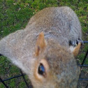 Eastern Gray Squirrel
