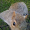 Eastern Gray Squirrel