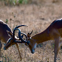 Impala