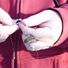 Chipping Sparrow