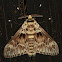 moth