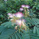 Silk Tree flowers and fruit