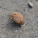 Japanese water bug