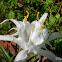 Shoals spider-lily
