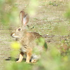 Audubon's Cottontail