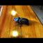 Rhinocerous beetle/coconut beetle