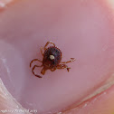 Lone star tick (female)
