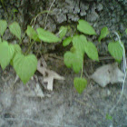 Wild Yam