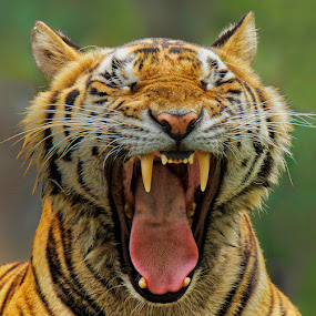 Yawning by Charliemagne Unggay - Animals Other Mammals ( wild, big cats, mammal, portrait, animal )