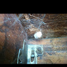 Blackwidow nest!