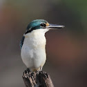 Sacred Kingfisher