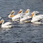 American White Pelican