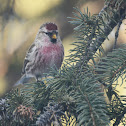 Common Redpoll