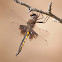 Mantled Baskettail