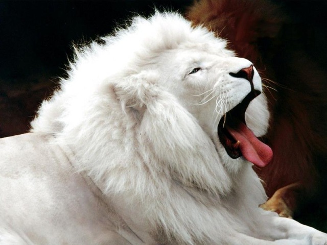 [whitelion[4].jpg]