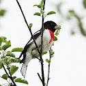 Rose-breasted Grosbeak