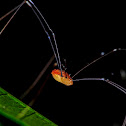 Gagrella splendens