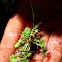 Spatulate Leaf Sundew