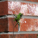 Green Anoles Mating
