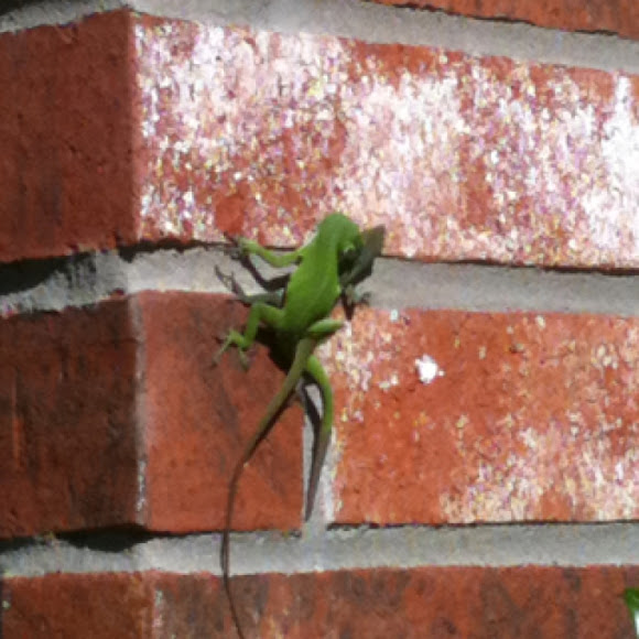 Spotting Image 1