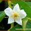 Panama cherry