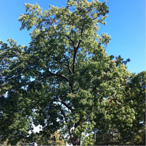 Spotting Image 1