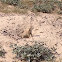 Prairie dog