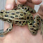 Northern Leopard Frog