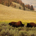 American Bison