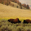 American Bison