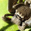 Grey huntsman spider