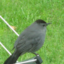 Gray Catbird