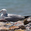 Audouin's Gull; Gaviota de Audouin