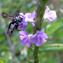 Neon Cuckoo Bee
