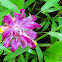 Wild Turmeric