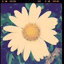 Oxeye Daisy