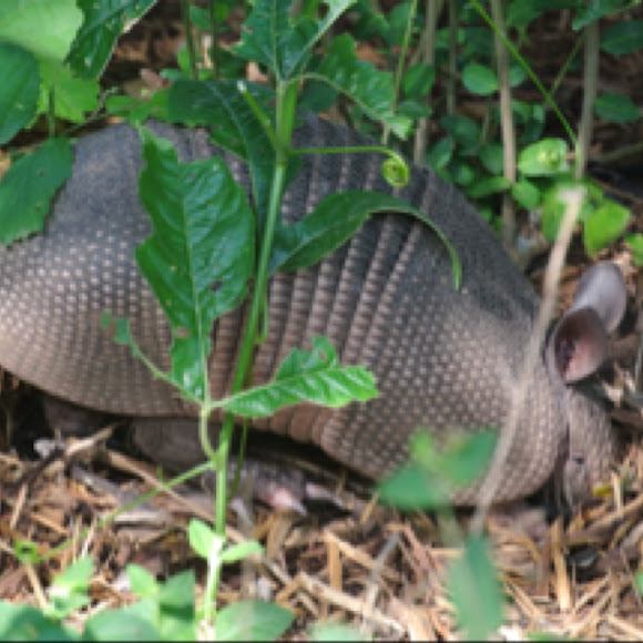 Spotting Image 1