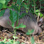 Nine-banded Armadillo