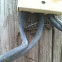 Texas Spiny Lizard