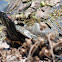 Red-eared Slider Turtle
