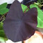 Black Elephants Ear