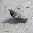 Pigeon