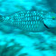 Stoplight Parrotfish