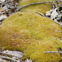 Moss