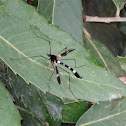 Crane Fly