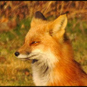 Red Fox