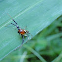 Crab spider