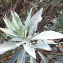 White Sage