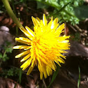 Dandelion